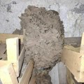 Neobičan susret sa mravima: Mladić iz Beograda imao problem sa insektima, a onda je u podrumu otkrio neverovatan prizor