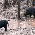 Stradala farma mangulica, šteta skoro 13.000 evra Kuga došla do Kozarevine, eliminisano 8 suprasnih krmača