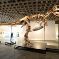 Tiranosaurus reks Gus prodat za rekordnih 50,1 milion dolara na Sotheby’s aukciji