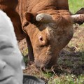 Ovo je čovek kojeg je ubio podivljali bik u Sladni: "Bio je ljudina, vredan i pošten"