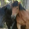 Stefan je prečešljao Zlatibor tražeći 2 konja: Uživali su u šljivovici, a onda nestali bez traga! Jedan oglas je promenio…