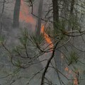 Grom udario u drvo i izazvao požar; Gori na Tari, ekipe na terenu FOTO