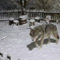 Kada vam u dvorište ušeta vuk - selo Planina kod Krupnja, zveri svraćaju češće od komšija