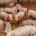 Obori prazni, čeka se isplata: Koliko traje procedura obeštećenja za usmrćene svinje zbog afričke kuge?