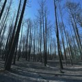 Borba i dalje traje: Mirnije u Deliblatskoj peščari, požar na Stolovima još nije lokalizovan