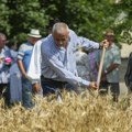 Gradonačelnik Subotice prisustvovao i oprobao se u tradicionalnom košenju žita - risu