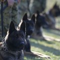 U toku obuka vojnih službenih pasa za specijalna dejstva