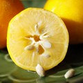 Semenke limuna – prava riznica zdravlja