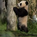 Panda diplomatija Kine ponovo aktivirana i to sa amerikom "Ovo je dobar znak za dve najveće sile sveta"