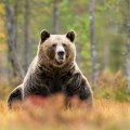 Nakon smrti mlade planinarke Rumunija udvostručila kvote za ubijanje medveda