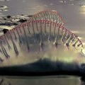 Uzbuna na evropskim plažama Opasno morsko biće stiglo na obale Atlantika ne dirajte je! Veoma je otrovna