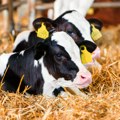 Krava dobila dva teleta u razmaku od par dana, veterinar u šoku: "Normalno je da se goveda oblizne, ali..."