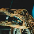 Pronađen skelet do sada nepoznate vrste dinosaurusa sa ogromnim kandžama
