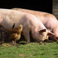 Afrička kuga svinja potvrđena na 1.068 imanja