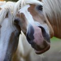 Uginuli konji u zoološkom vrtu otrovani su brzodelujućim otrovom