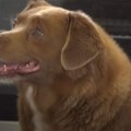 Uginuo najstariji pas na svetu, Bobi iz Portugalije