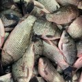 Pojačana kontrola prodaje ribe u Srbiji tokom Božićnog posta