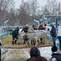 Nastavlja se evakuacija životinja zaglavljenih na Krčedinskoj adi: Skela od 28 tona stiže u pomoć