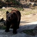 Medved napao migrante: Zadobili teške telesne povrede, spasao ih nož
