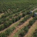 Srbija ima potencijala da za deset godina postane proizvođač lešnika svetskog nivoa