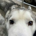 Vojska u Nišu prodaje pse, cene i po 500 dinara, građani negoduju i traže udomljavanje