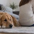 Psi primećuju kada ih ignorišemo: Istraživanje pokazalo kako reaguju na nagli prekid pažnje