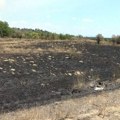 Šumarak posle požara: Miris paljevine se i dalje oseća, ali priroda već radi svoje, izrasli brojni izdanci