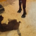 FOTO: Kobila se oždrebila nasred ulice u Skoplju, majka i mladunče smešteni u Zoološki vrt