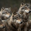 Vukovi zaklali 17 ovaca, Radomir gledao kako mu stado nestaje: "Vučica je uletela sa mladim vukovima"