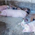 Da se ne ponovi afrička kuga svinja: Održan sastanak u Zrenjaninu - saopšten plan