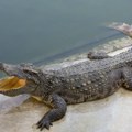 Nišlije u šoku Zatekli krokodila nasred ulice - nisu verovali svojim očima