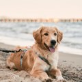 Preslatko Ugledao mladence na plaži i pridružio se slikanju - nije hteo da se odvoji od njih