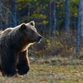 Medved u dvorištu škole: Životinja u potrazi za hranom - stanovnici uznemireni
