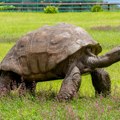 Lažna smrt najstarije kornjače pokrenula viralnu kripto prevaru