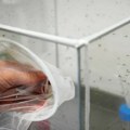 Italijanske vlasti: komarci šire virus Zapadnog Nila zbog toplije klime, u Italiji 650 slučajeva
