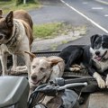 Izmena zakona o dobrobiti životinja: Predviđa se ubijanje pasa lutalica