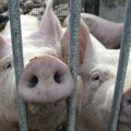 Sprečen trasport svinja zaraženih afričkom kugom: Zajednička akcija policije, veterinarske inspekcije i Tužilaštva