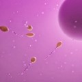 Visoki nivoi herbicida pronađeni u više od polovine uzoraka sperme, otkriva istraživanje