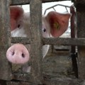 У Богатићу еутаназирана 41 свиња због афричке куге