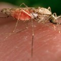 Registrovan prvi slučaj virusa Zapadnog Nila ove sezone u Srbiji