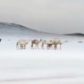 Pustinja pod snegom: Veje u Saudijskoj Arabiji, sve je belo! (video)