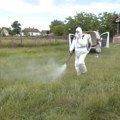 Afrička kuga svinja u Provu