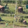 Bik pobegao iz ringa i krenuo na publiku! Korida na Igmanu se otela kontroli, narod bežao u panici, pogledajte dramatičan…