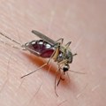 SZO: Virus Zapadnog Nila se širi u Evropi, najviše slučajeva u Italiji