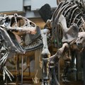 Naučnici korak bliže otkrivanju tajne o razmnožavanju dinosaurusa