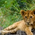 Mladunče lava pronađeno kod Subotice ima atrofiju mišića i ne prepoznaje meso kao hranu