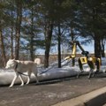 Već živimo Sci-Fi: Robotski pas šeta pravog psa FOTO