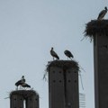 Ova lepotica se retko viđa, a u ovom našem gradu se odomaćila! Izbegava ljude, svaki susret s njom je poseban.