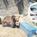 Ovo su najslađe stanovnice beogradskog zoo-vrta: Dunja, Višnja i Jagoda nikog ne ostavljaju ravnodušnim (foto)