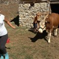 Milica domaćin na ognjištu pradedova: Porodica Katić iz Donje Trešnjice, bez mehanizacije, živi isključivo od poljoprivrede…